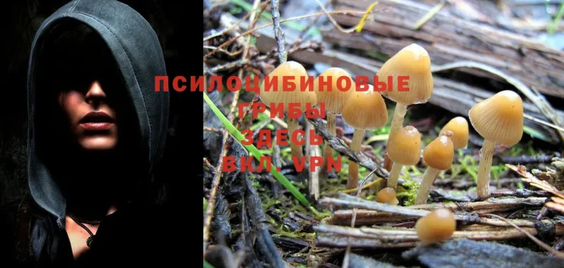 Псилоцибиновые грибы Psilocybe  Инта 